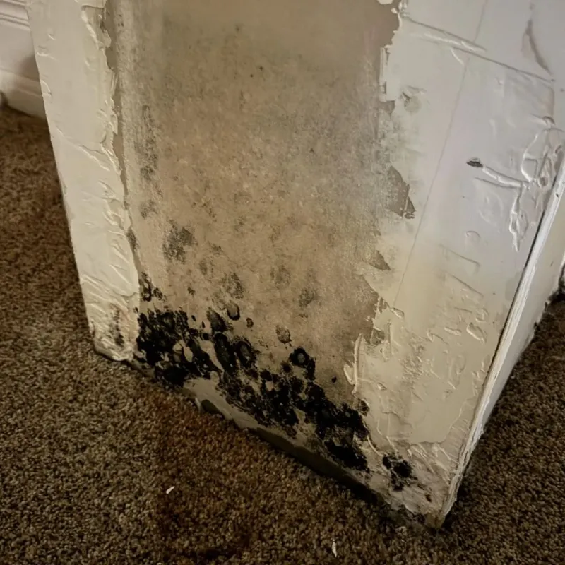 Professional Mold Removal in Newark, TX